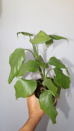 Sadnice - sobne biljke: Aglaonema modestum, dve biljke